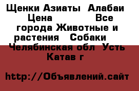 Щенки Азиаты (Алабаи) › Цена ­ 20 000 - Все города Животные и растения » Собаки   . Челябинская обл.,Усть-Катав г.